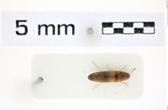 Foto (Dorsalansicht) von Abelater flavidulus (Schimmel, 2004) (NHMW-ZOO-COL-0008415)